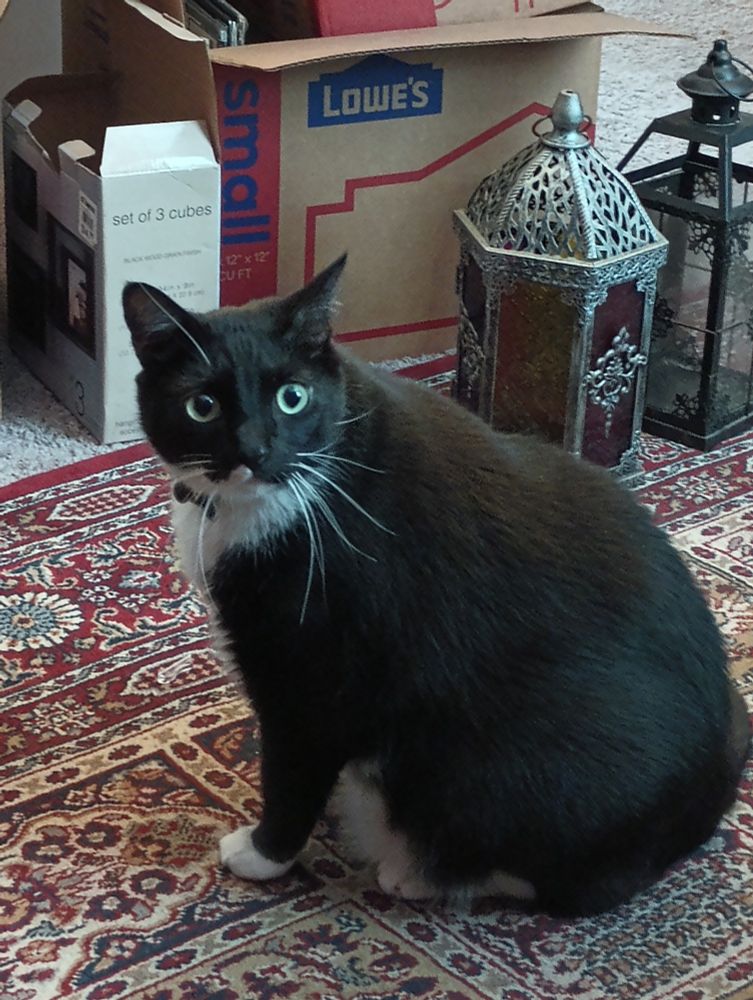 A chubby tuxedo cat with huge green eyes and big white whiskers sits on a patterned rug with some lanterns and empty cardboard moving boxes in the background 