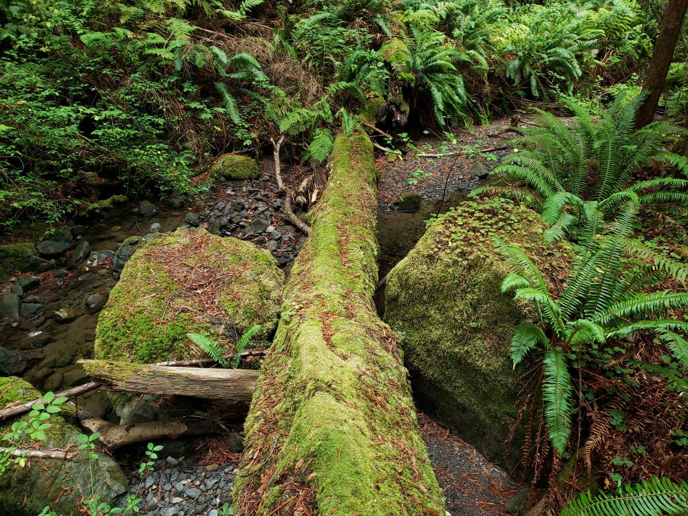 View of a fallen tree trunk completely covered in moss between two mossy boulders over a stream onto a rocky dry stream bed. The boulders have fern and oxalis on them.