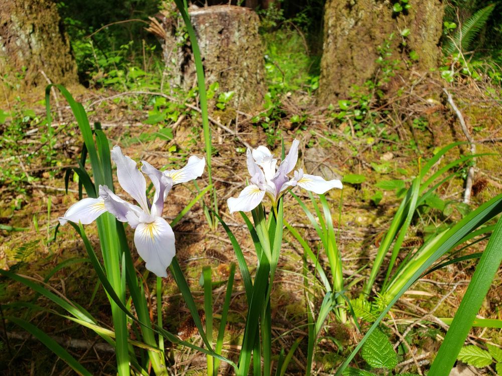 Closer look at wild irises leaves and blooms. The iris is a very pale lavender, almost white, with a touch of yellow on the falls. 