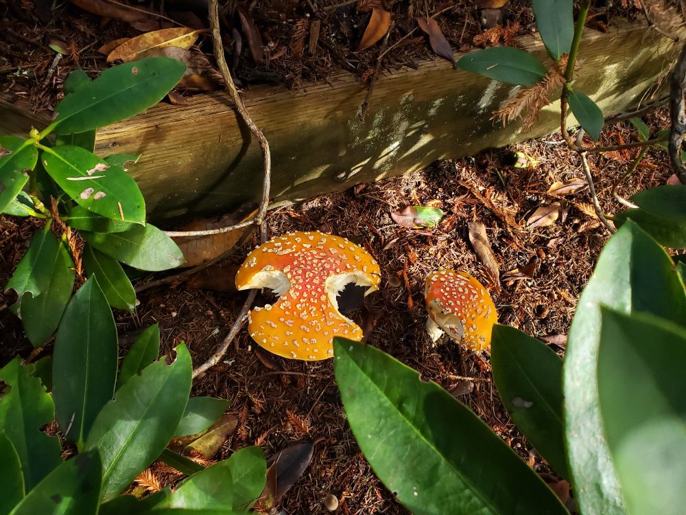 Two large amanita mushrooms under rhododendron foliage. The larger shroom has two giant bites out of it. Truly, the only creature possible would be deer and even then they're too big. 
