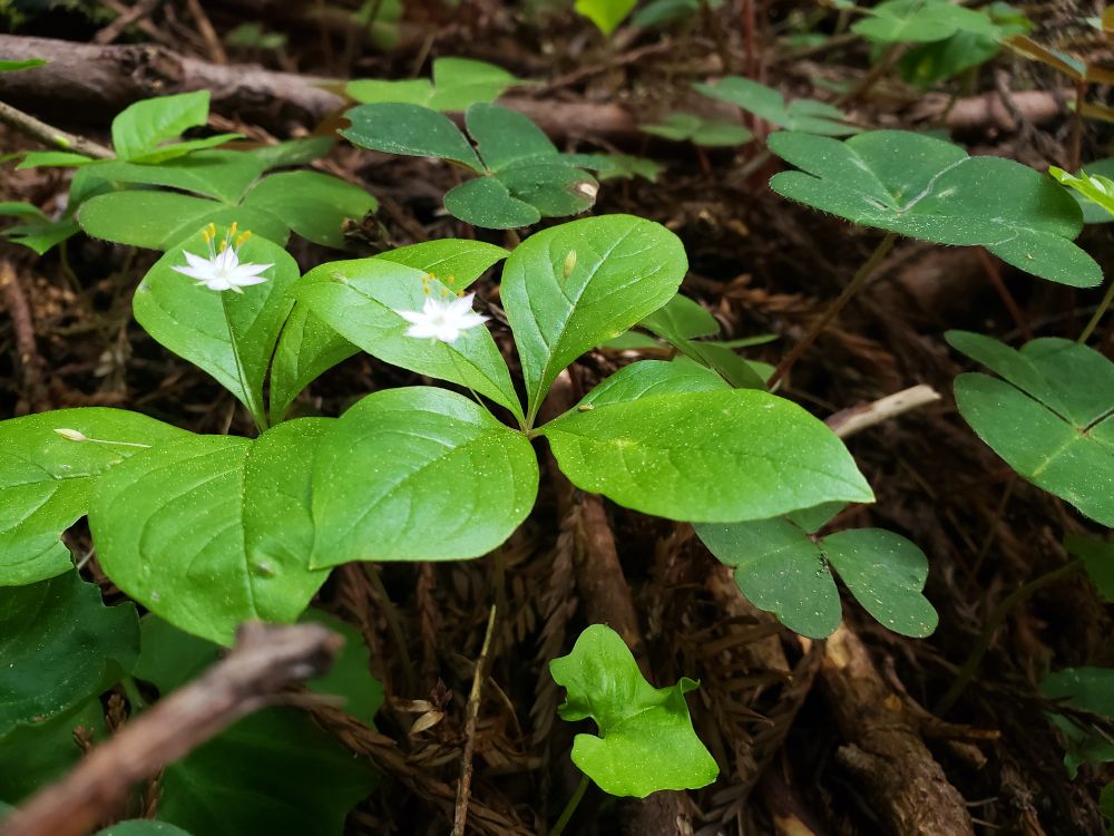 I don't know the name of this but I call it pinwheels. The flower stalks are hair thin and the blooms are the size of a single pea. Mostly white flowers but can be a pretty shell pink in sun. The plant is 3"tall.