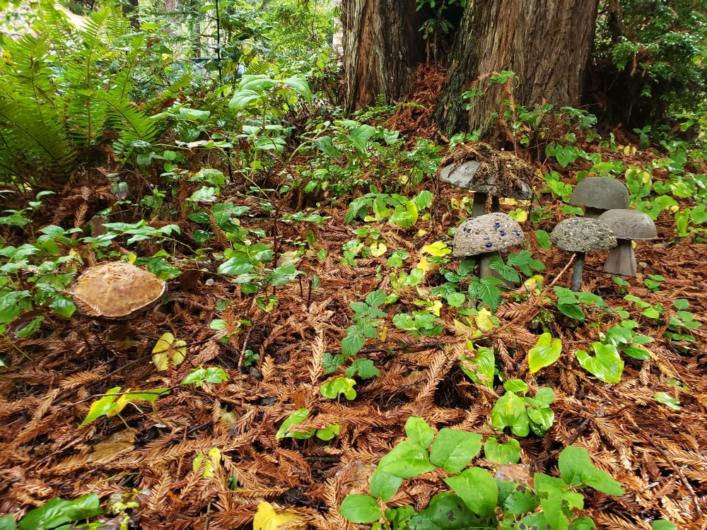 A large bolete mushroom on the left surrounded by fern and salal. On the right are homemade cement mushrooms. They were meant to be comically oversized but they are just the same size as the natural bolete. Behind them is a large redwood tree.
