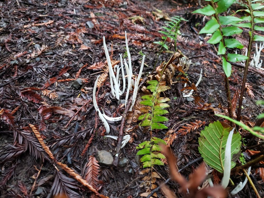 I call these scraggley white skinny mushrooms "beansprouts". They are about 4" tall against a dark forest path beside small fern.