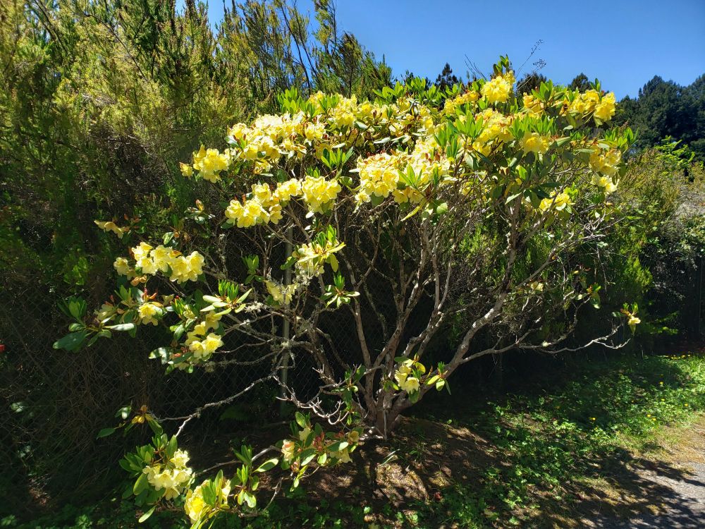 A somewhat scraggly rhododendron with yellow blossoms. 