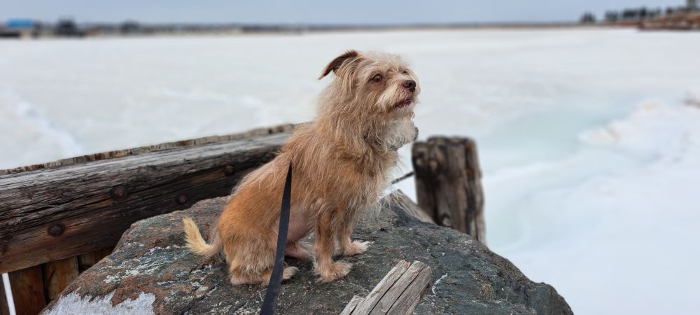 A blond terrier dog sitting on a rocky breakwall in front of an icy bay. A large derry dock is in the distance but is very out of focus.