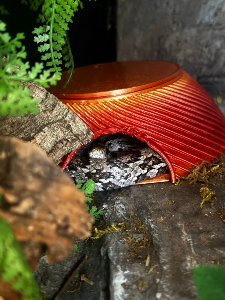 Corn snake in a hide that would force it to curl up tightly to fit. The face is peeking out of the entrance