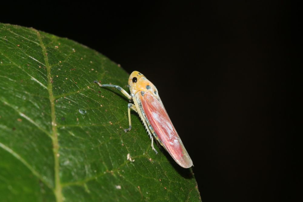 Leafhopper. Bothrogonia sp.