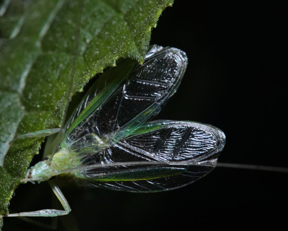 Picture of male Oecanthus henryi