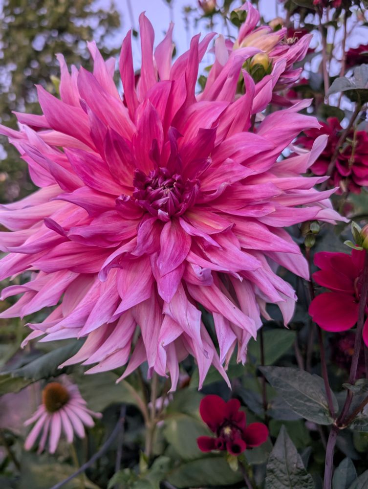 Close-up of a large deep pink (magenta) dinner plate dahlia in the soft evening light at dusk. JG Photograbee 2025.