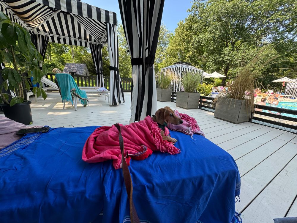 A little red dachshund lounges on a sunbed next to a swimming pool.
