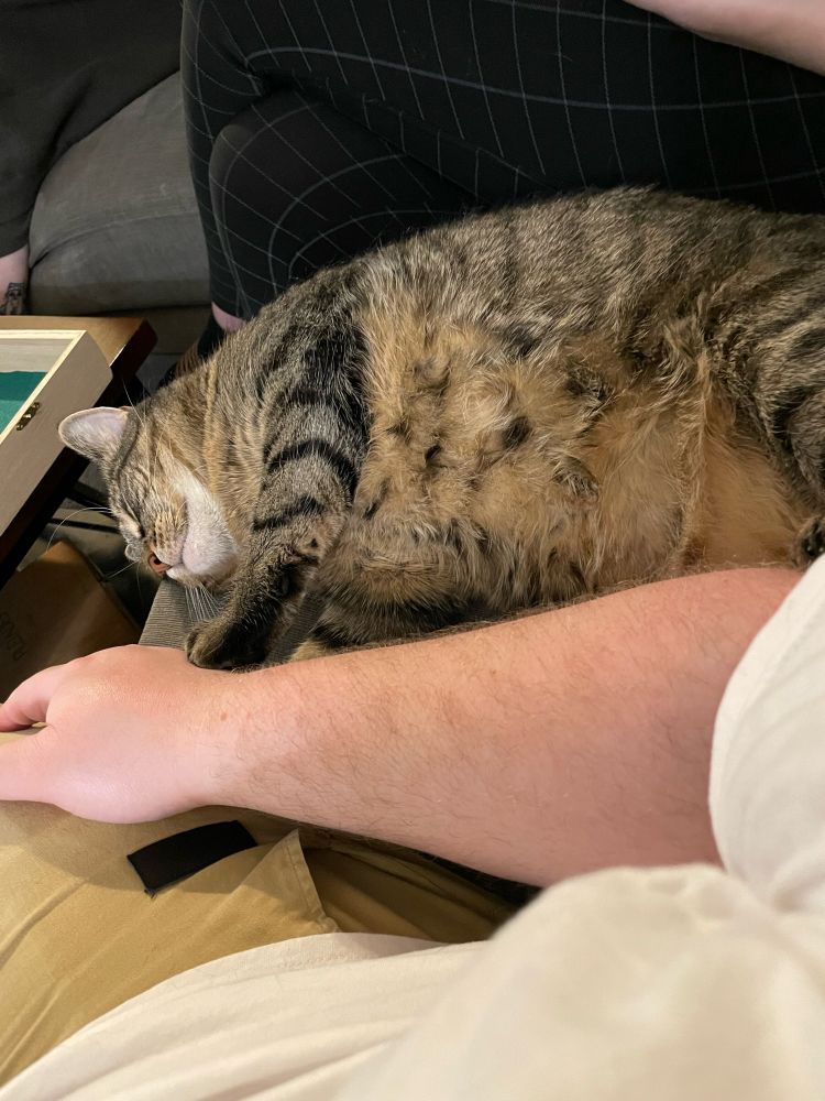 a rather rotund and incredibly fluffy tabby cat laying on their side between two people on a couch. the front right paw is outstretched and gently pressed against the hand of the person taking the picture. a delighted expression graces the cat's resting face, eyes closed.