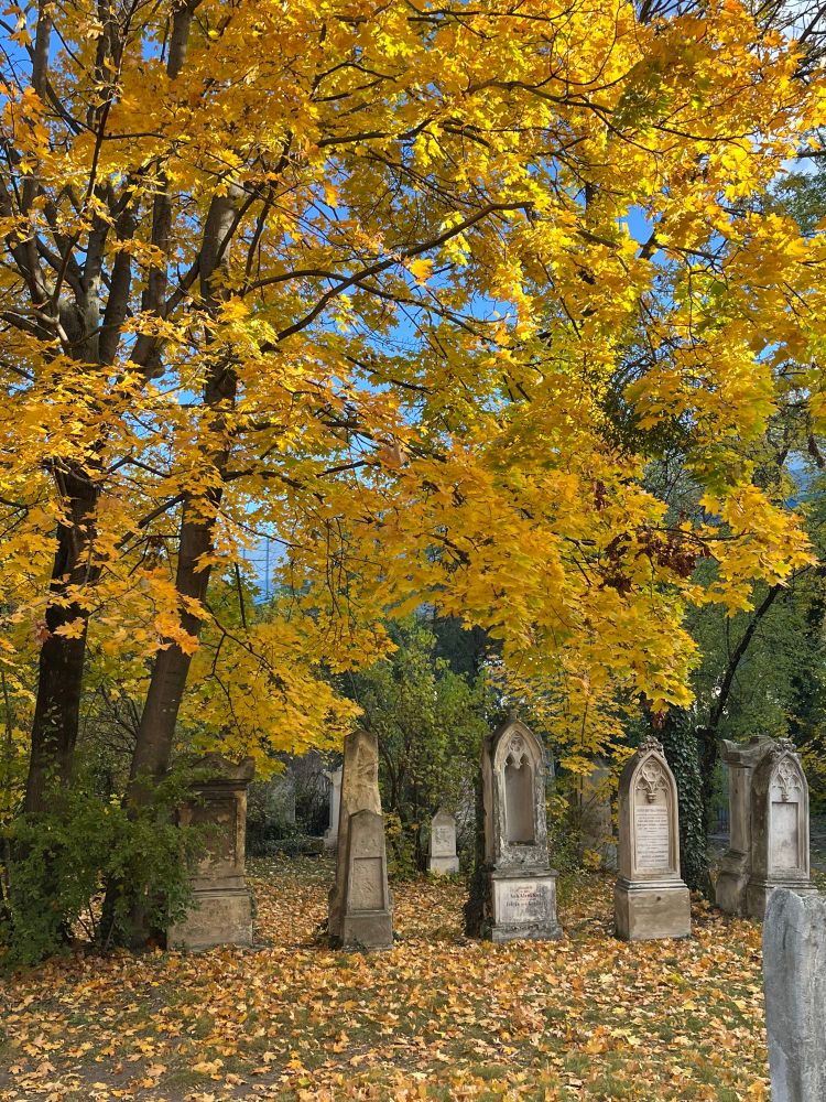 Friedhofsweg mit alten Grabsteinen, Bäumen mit golden verfärbten Blättern und rotbraunem Laub auf dem Boden.