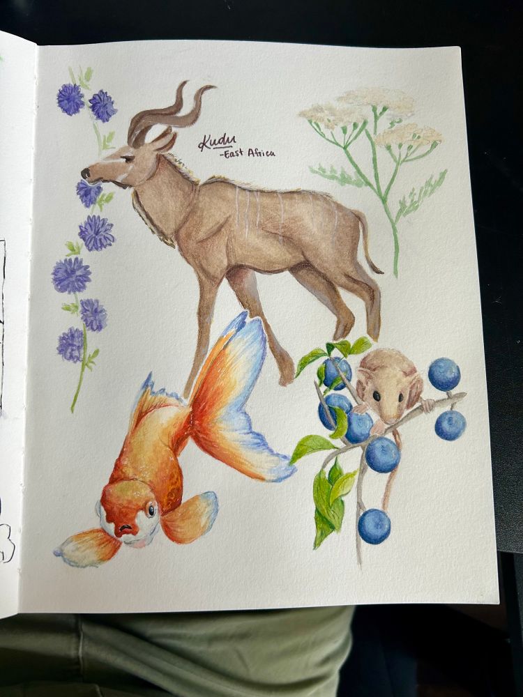 A page with paintings of a kudu, an orange fish, a mouse with berries, and chicory and yarrow flowers