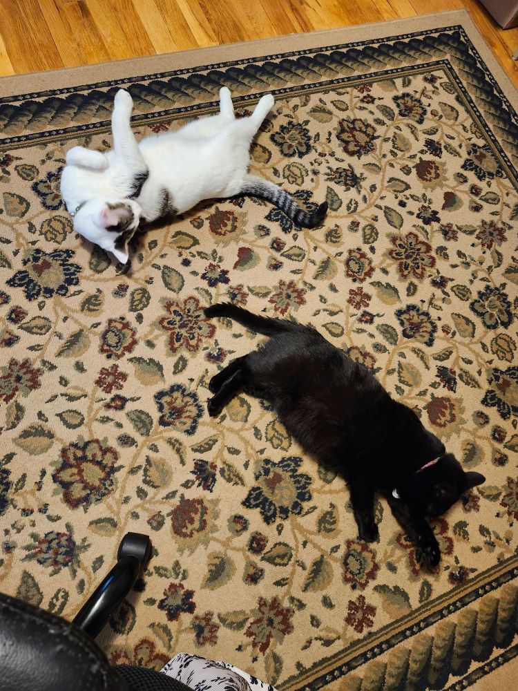 A mostly white cat and an all black cat spayed out  like they have actual problems on a beige floral area rug