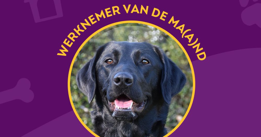 ADL-assistentiehond Entli is Werknemer van de Ma(a)nd