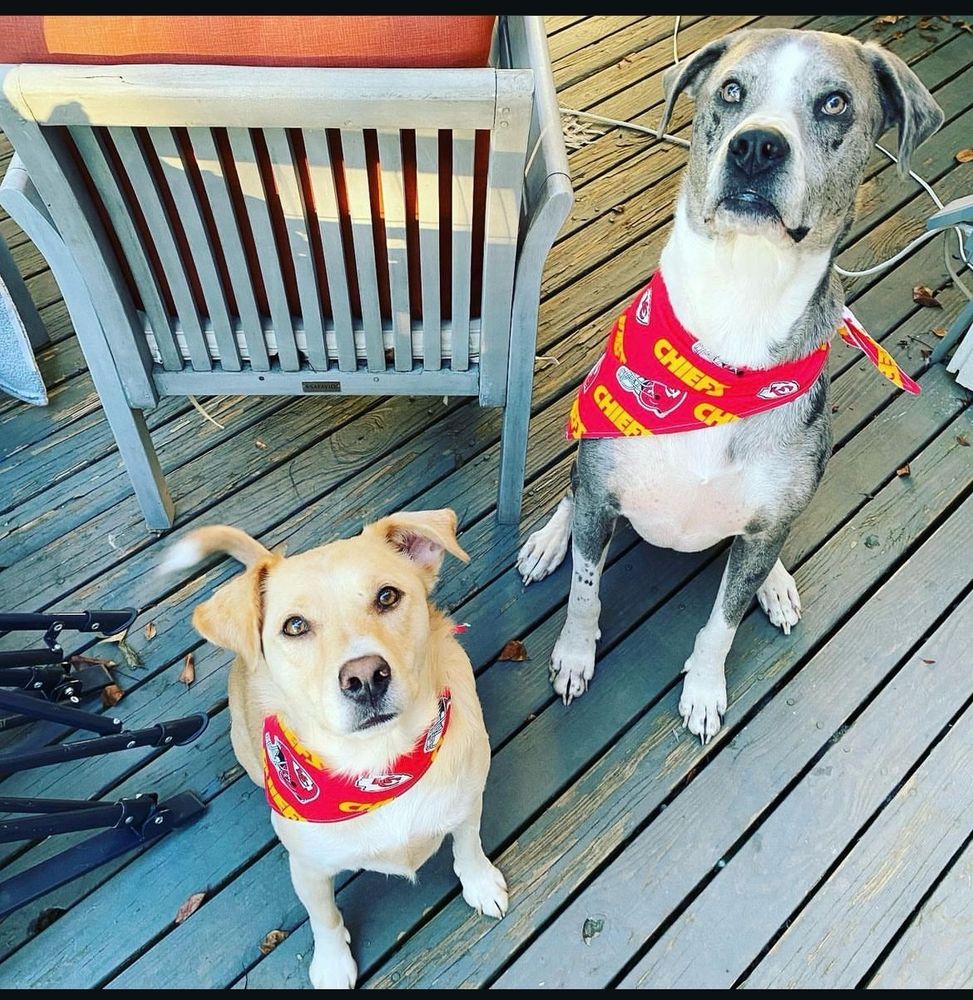 Two dogs in Chiefs bandannas 