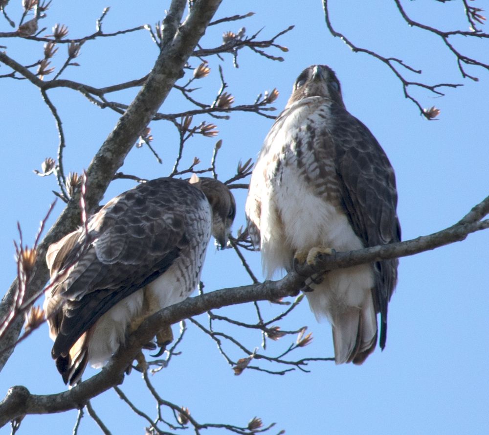 Mated pair of red-tailed hawks in a tall tree behind our house.