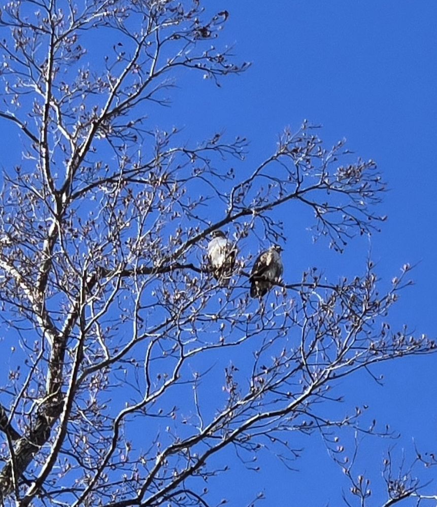 A mated pair of Red-tailed hawks high in a tree behind our house. 