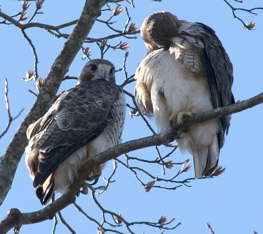 Mated pair of red-tailed hawks in a tall tree behind our house.