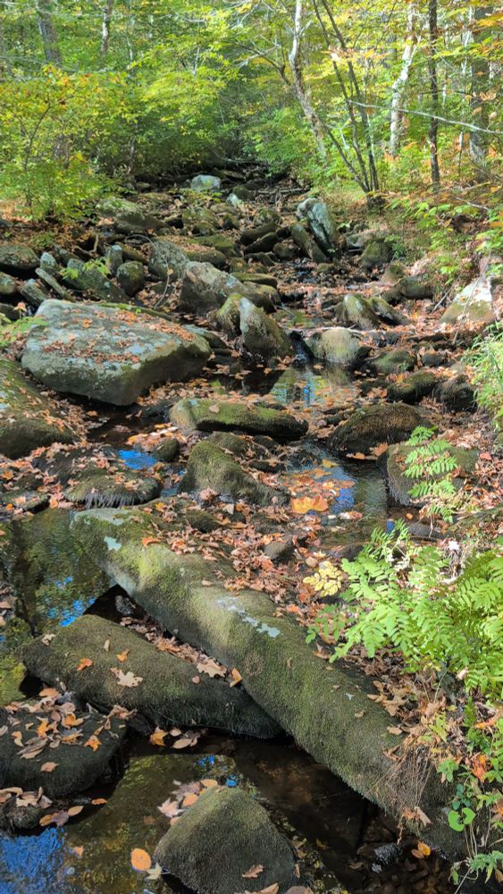 A creek in the woods. There is water flowing and leaves on the water as well as a number of rocks. The trees are vibrant green still around it.