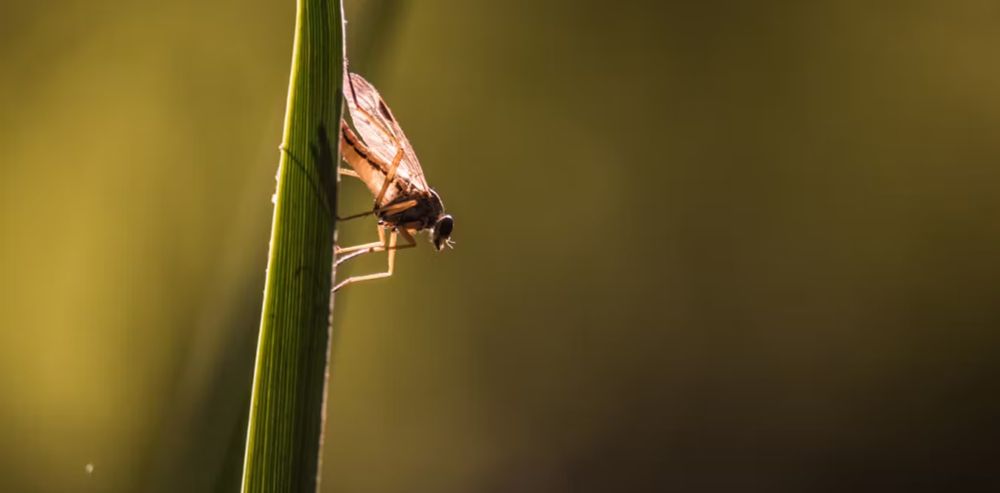 We tend to keep away from midges and – even when in swarms – they tend to keep away from each other | The-14