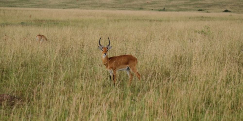 Biodiversity Is in Crisis — Here’s One Way to Fix It | The-14