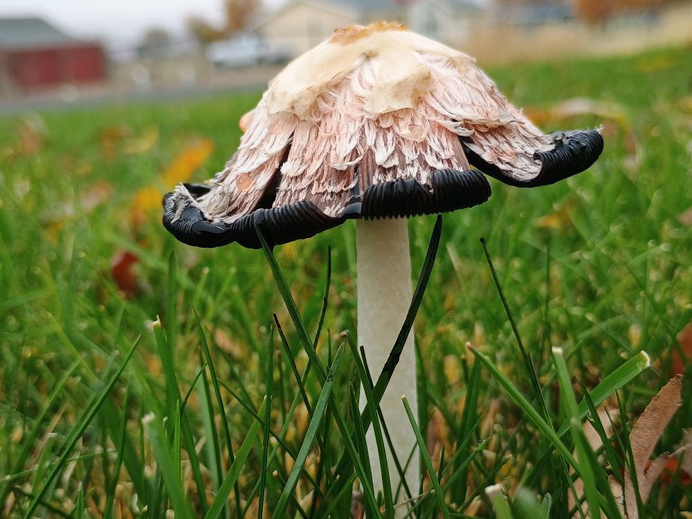beautiful inky cap mushroom. the stipe and the cap are off-white, and the cap is furry. the cap curls up at the edges revealing the jet-black gills. the cap is split in several places and black liquid rests between the slits.