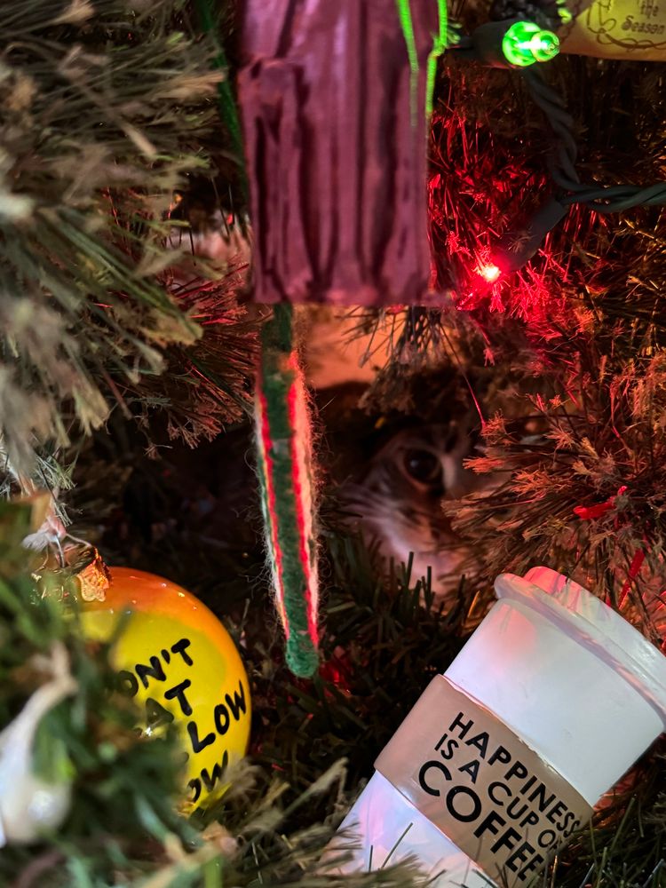 Little kitten hiding in the branches of a Christmas tree 