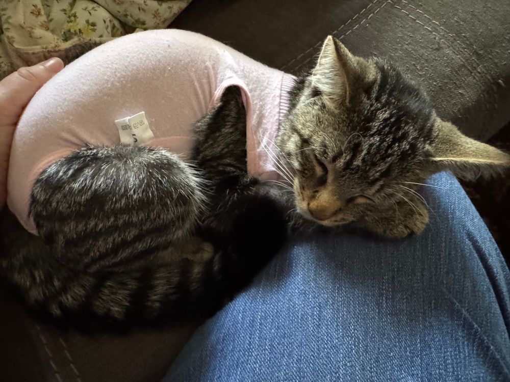 Kitten in a pink onesie napping on my knee