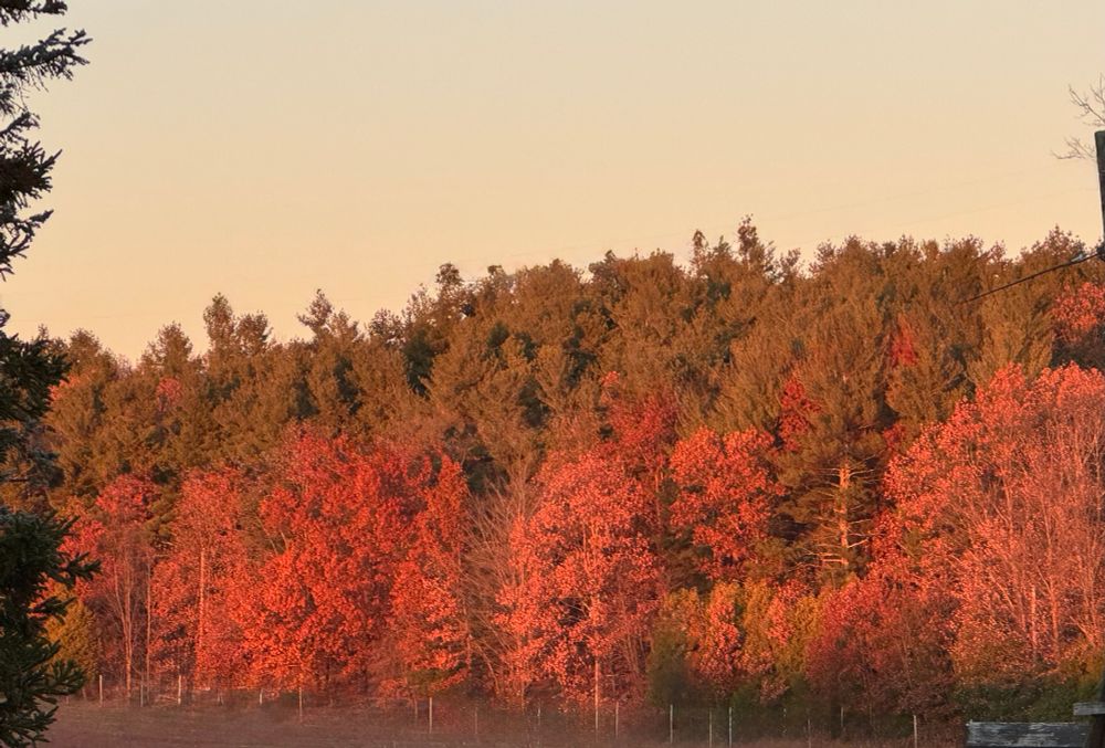 Beautiful red-orange leaves on trees, enhanced by setting sun
