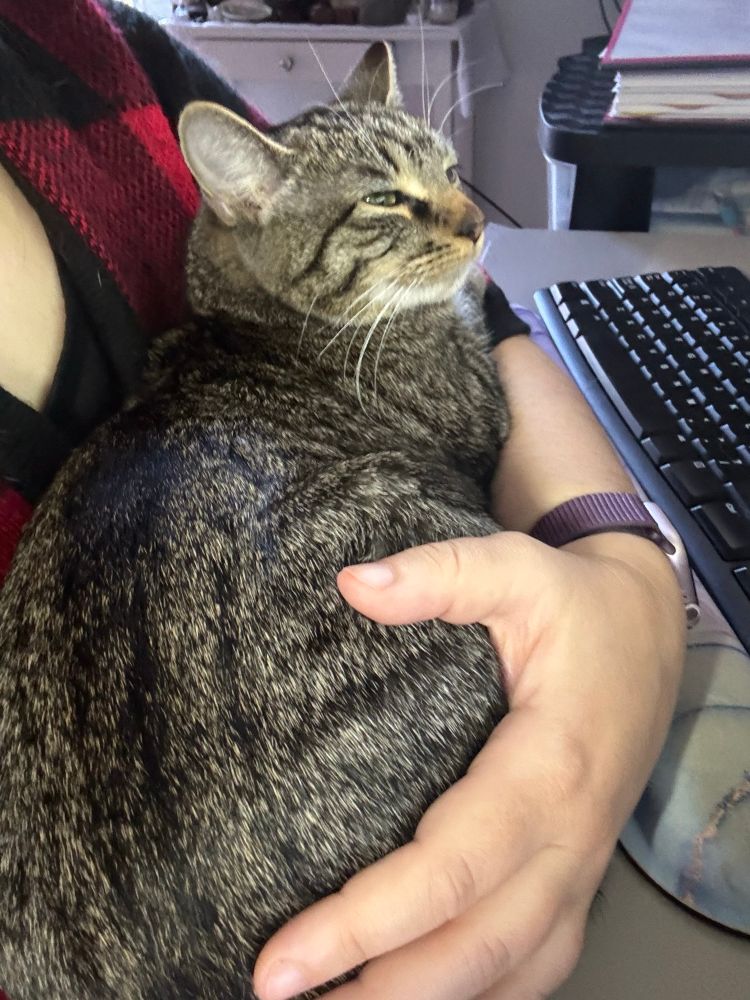 A gray tabby in mom’s arms while mom is trying to work on her computer 