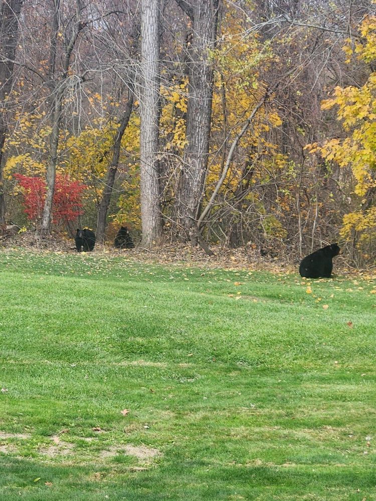 3 North American black bears 