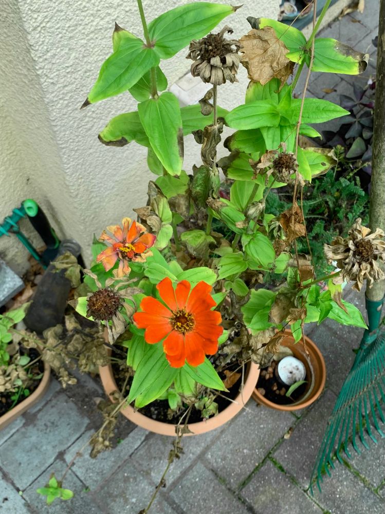 Ein Blumentopf mit überwiegend verblühten Blumen, eine letzte orangenfarbene Blüte ist aber noch vorhanden.