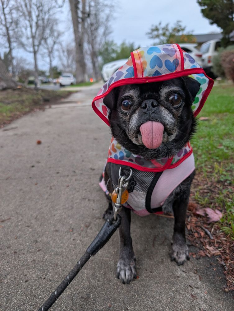A black pug with her tongue out in a raincoat on a walk.