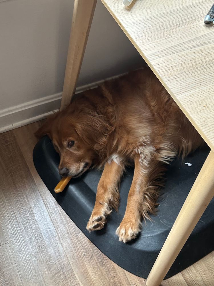 My Golden Retriever, Phoebe, looks at the camera from under a table — she is lying down on an ergonomic standing desk mat. She also has a Yak Chew in her mouth like a cigar.