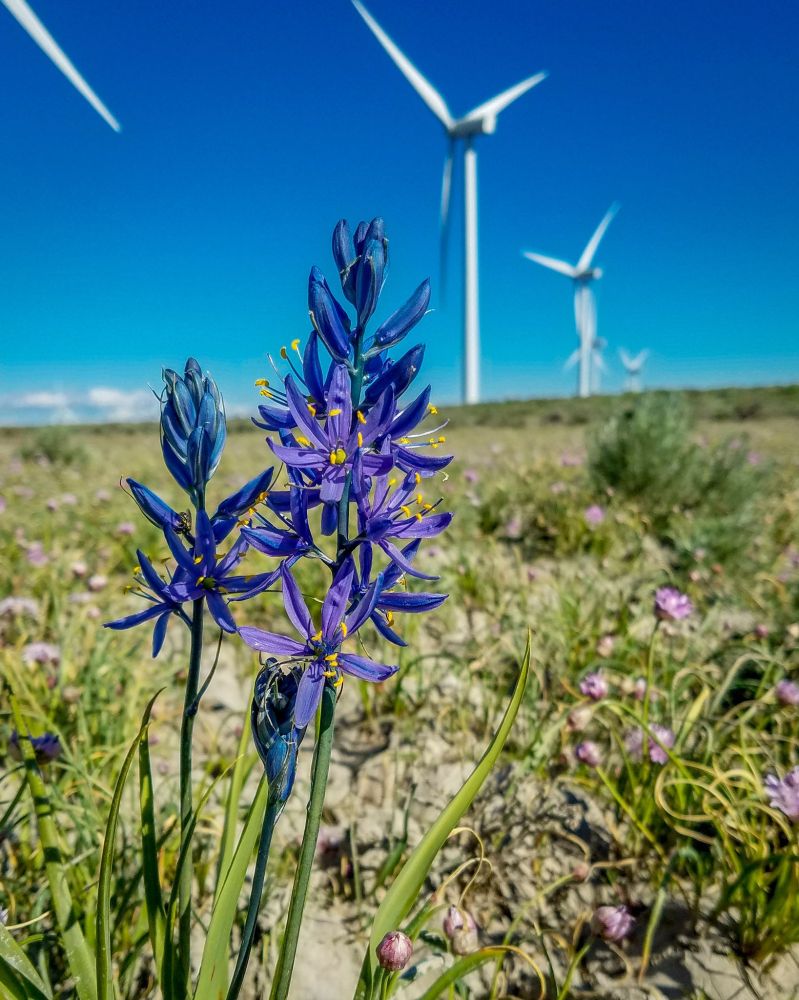 Wildflowers at the Wild Horse Wind Farm. Photo Credit: Puget Sound Energy.