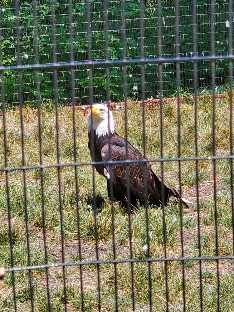 A bald eagle sitting on the grass with his head slightly turned to the camera