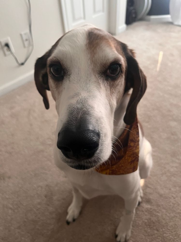 a hound dog looking desperate 
