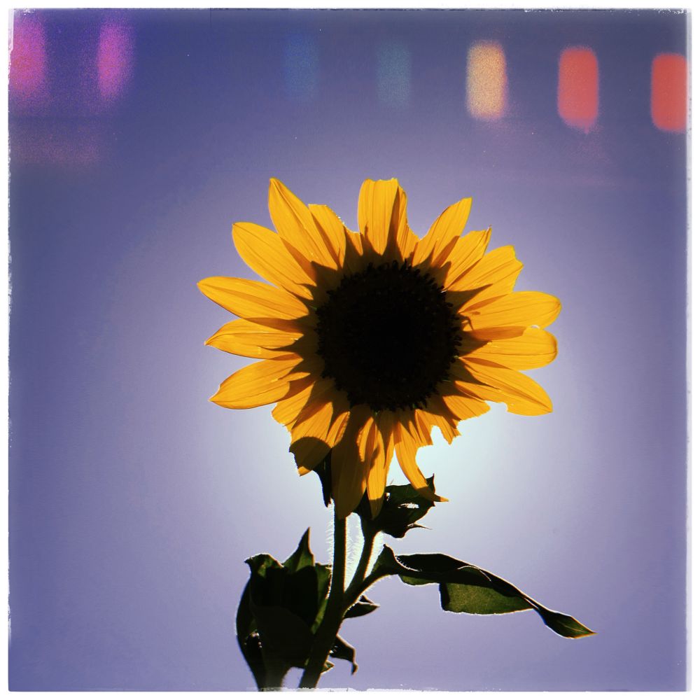 A lone sunflower, backlit by the sun, on a clear and scorching day. Colorful Huji Cam effects are visible along the top of the image. 

The bridge to Hozier’s song “Sunlight” was also, fittingly, blessing my ears the moment I took this. 

“🎶All these colors fade for you only🎵”