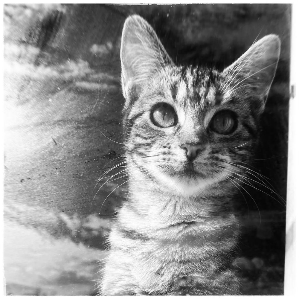 Black and white photo of a tabby kitten looking out a window. Cloudy sky reflections can also be seen.