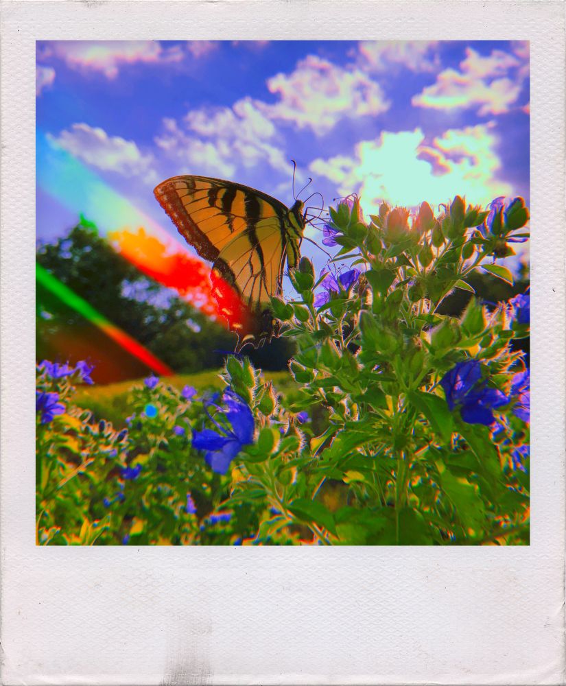 Photo of an eastern tiger swallowtail on a blue waterleaf bloom. Clouds are brightly illuminated in the sunset, vivid Huji Cam “light leaks” can be seen in the middle left of the image, and the Afterlight app was used to give it the appearance of having a Polaroid frame.