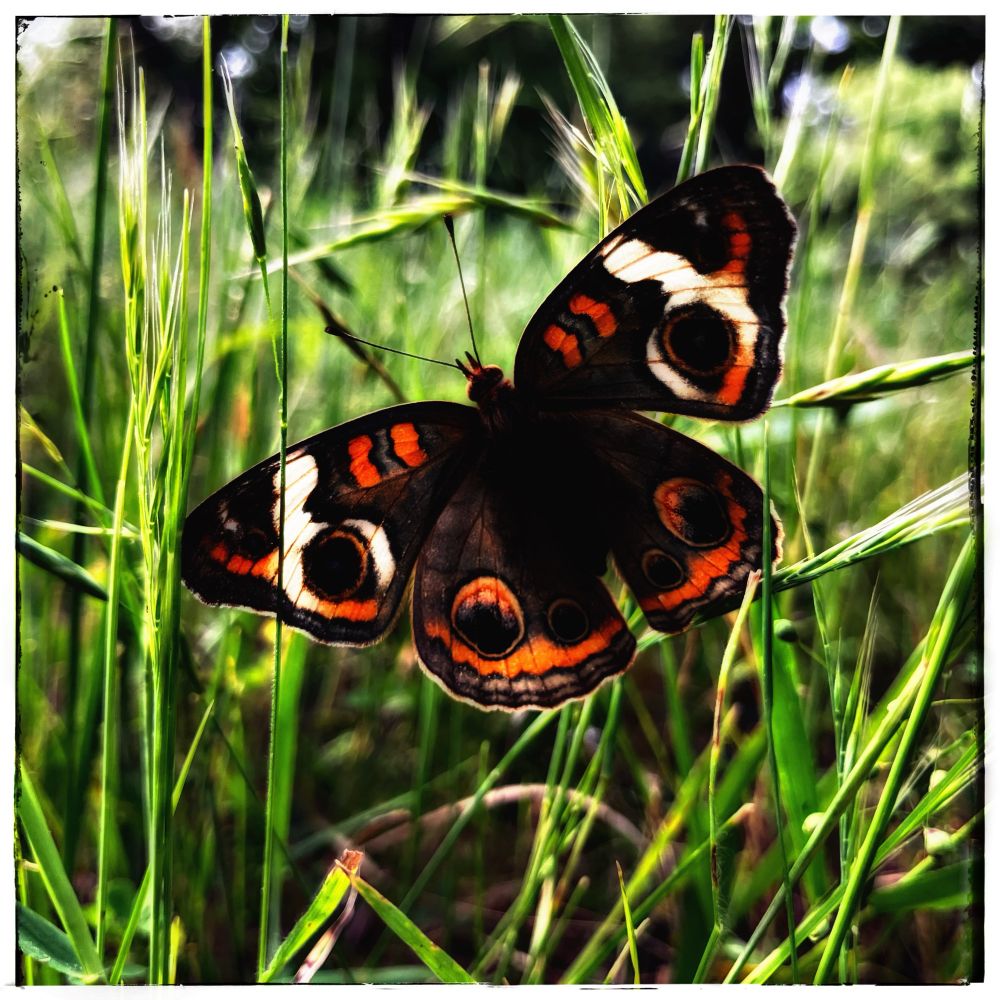 A buckeye butterfly, climbing blades of grass.