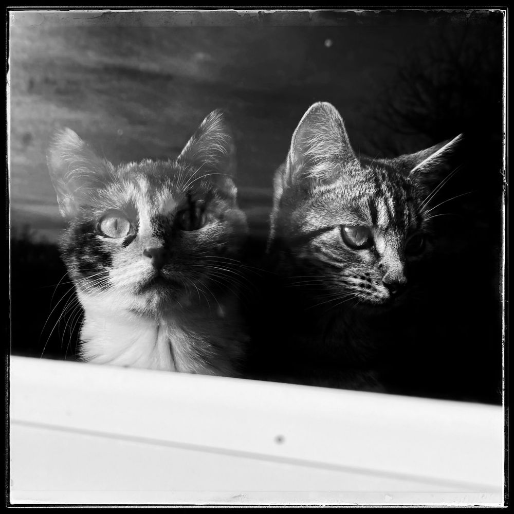 High contrast black and white photo of two kittens, one tabby, the other a tortoiseshell, looking out a window. Cloudy sky and tree silhouette reflections can also be seen (one bare tree being reflected around Wilhelmina’s eye).