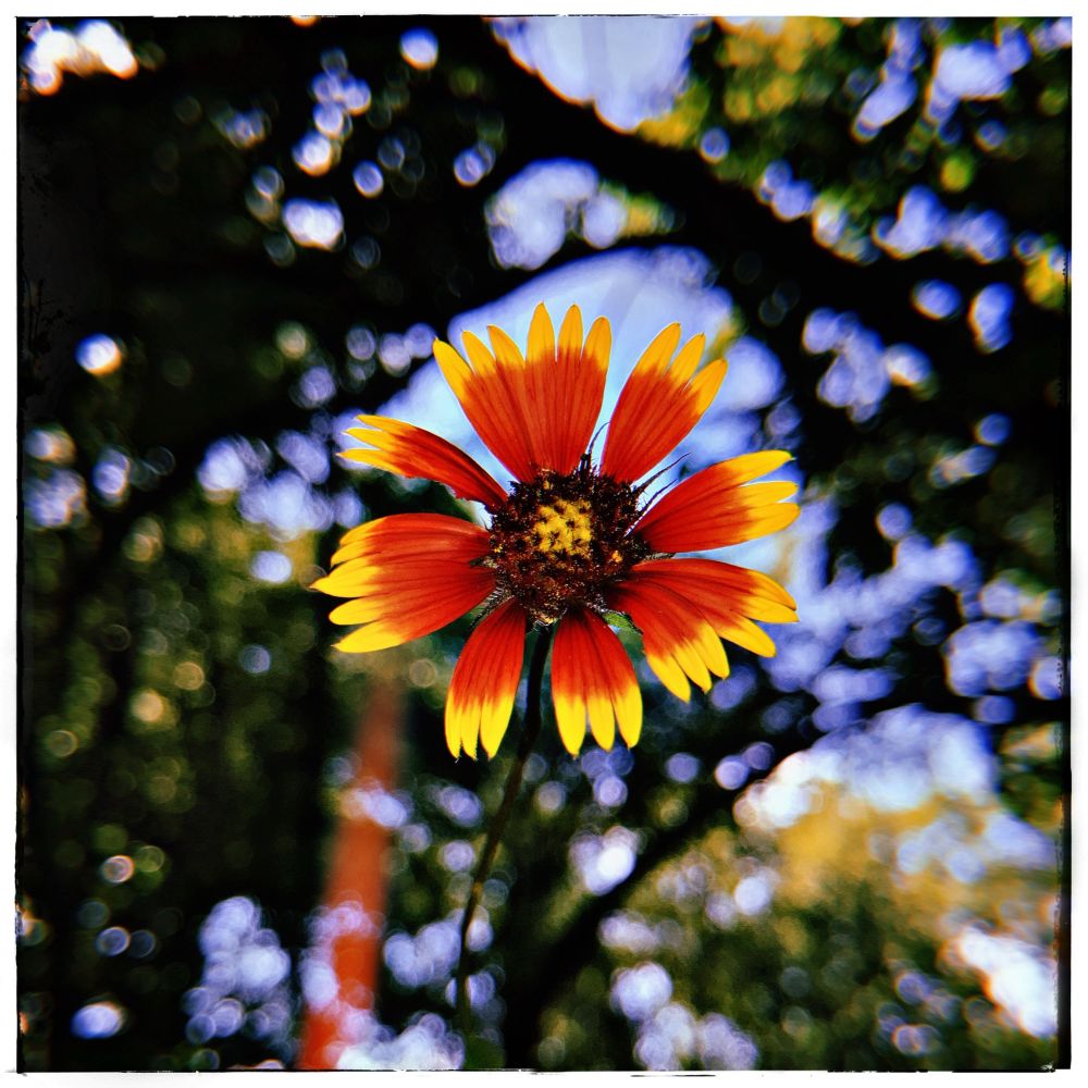 My absolute favorite wildflower, the firewheel; a daisy-like beauty with vivid red, yellow-gold tipped petals. The rest of the image consists of a bokeh background of trees and sky, and a slight but bright red lens flare somewhere in the lower left.