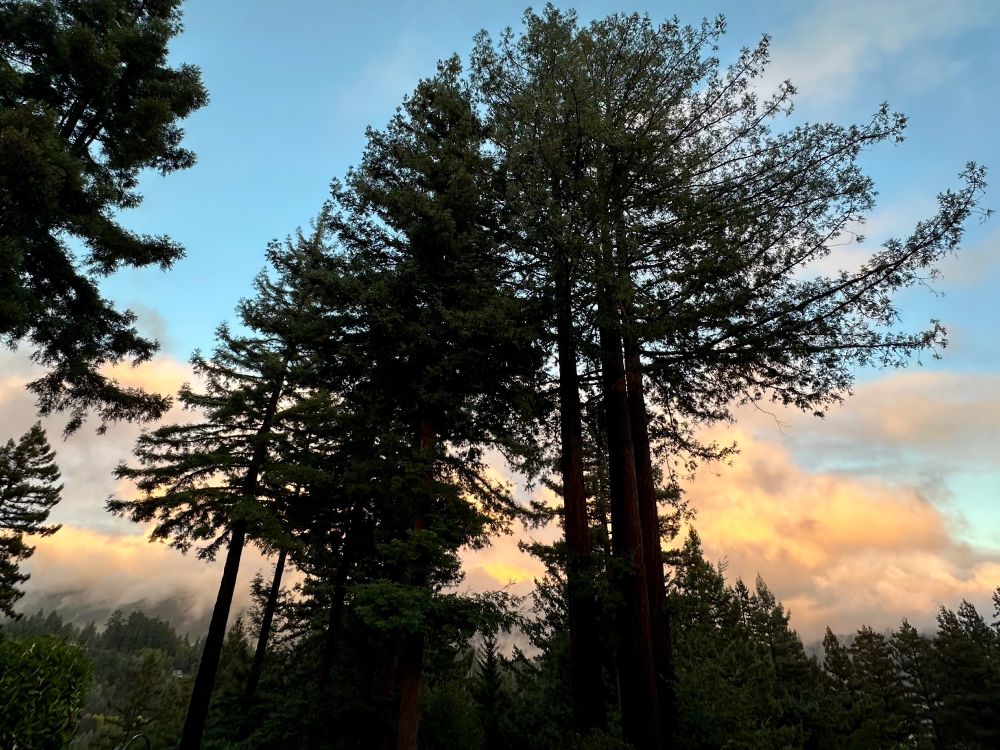 wide angle shot of redwood trees with orange clouds behind. santa cruz mtns