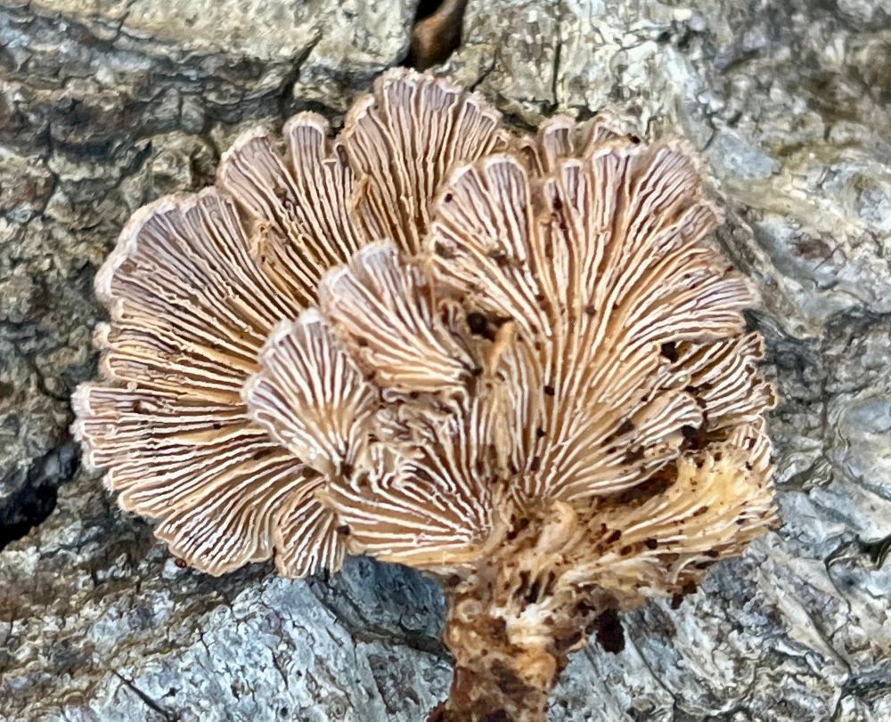 Bottoms of 3 brackets underside showing a beautiful gill pattern. Grayish tan. 
