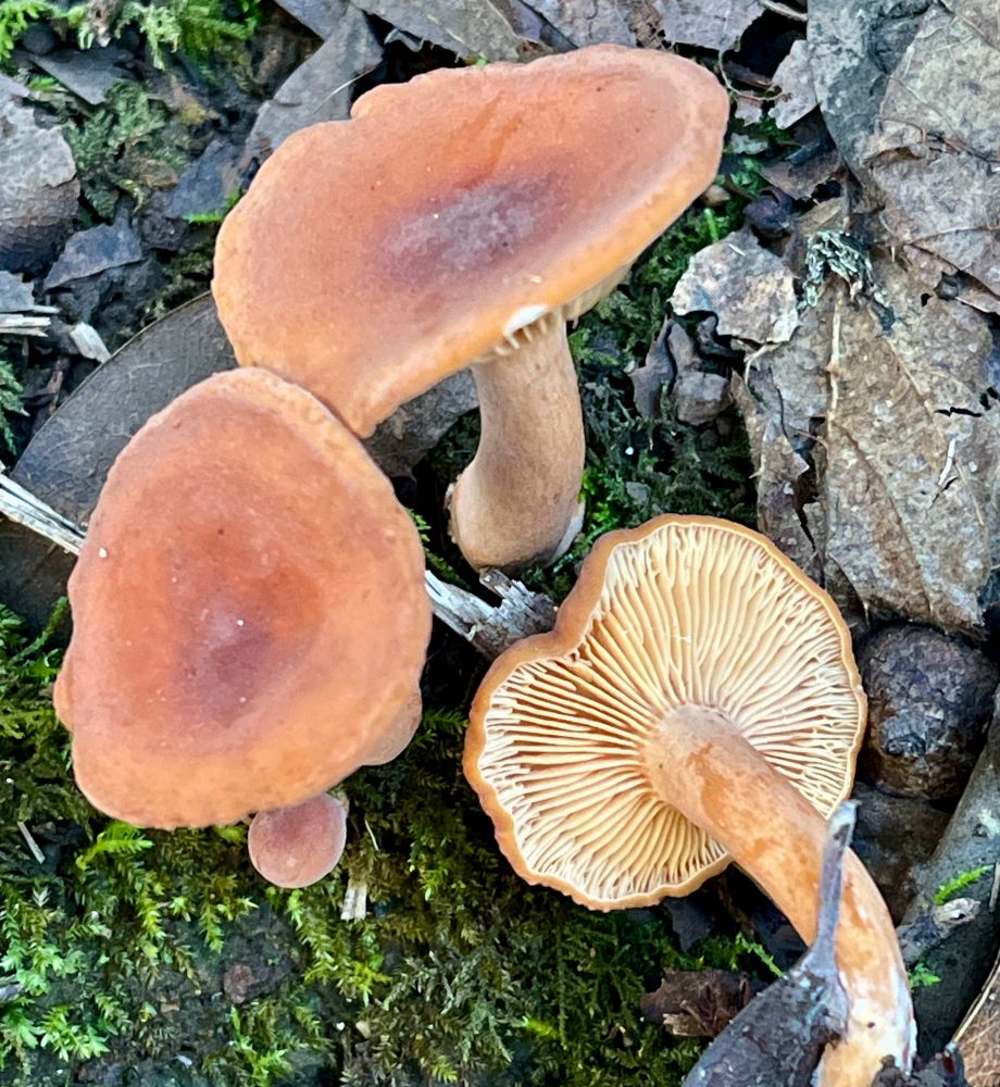 Same cluster from a different angle, including one mushroom I picked to show the underside fully; the gills are creamy yellowish
