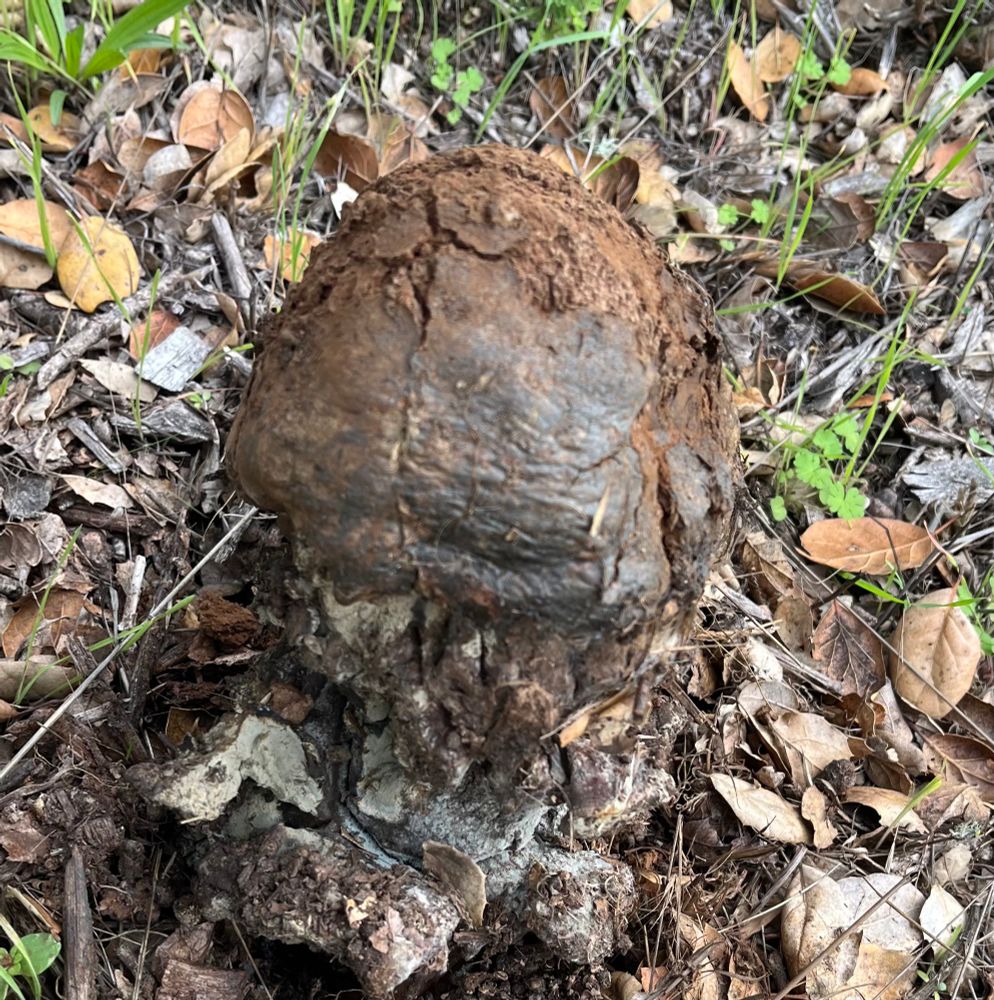 Pisolithus, aka Dead Man’s foot. It’s called that because it looks as though a body may be growing out of the ground heels first. 