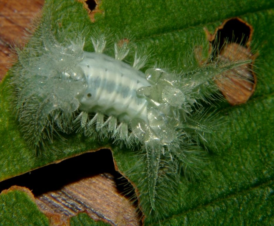A freaky sea anemone like catipillar that is translucent bluish grey like glass