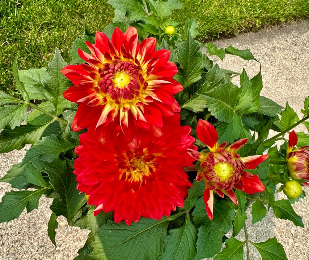 Red and yellow dahlia